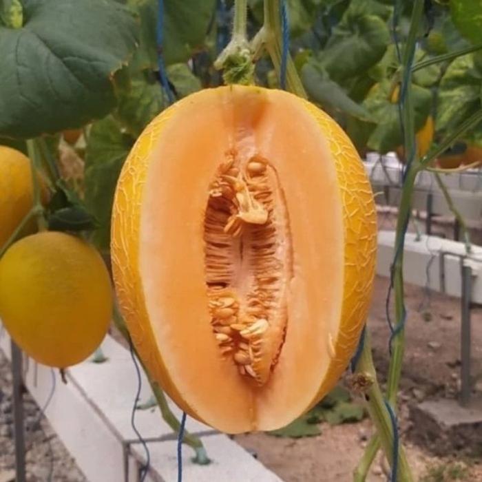 Bibit Benih Melon Luna Golden - Kualitas Premium (Bonus Benih Random) Gratis Ongkir