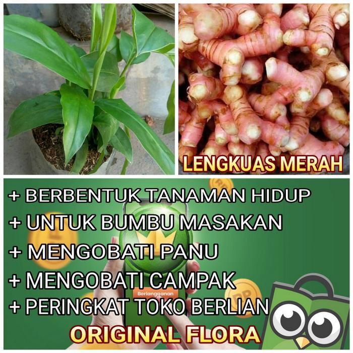 "New" Bibit Tanaman Lengkuas Bibit Lengkuas Bibit Laos Merah