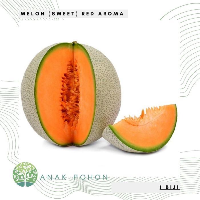 Growterra Farm MELON RED AROMA ROCK MELON ORANGE SWEET F1