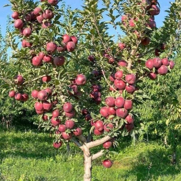 Premium Paket Bibit Apel Fuji Isi 2 Pohon Original