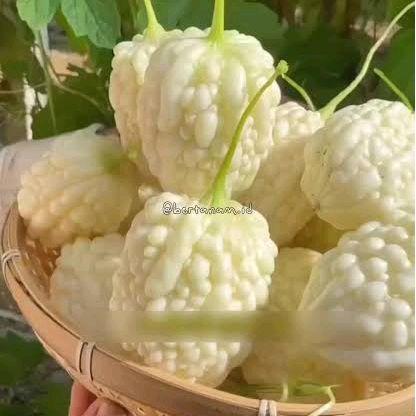 Serasiinspace Kemasan Pabrik Import[Kebun Kota]-Bibit Benih Tumbuhan "Paria / Pare Apel Putih"