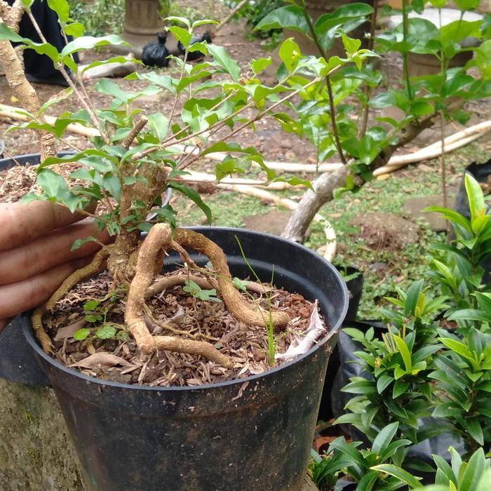 Bahan bonsai sakura mikro mame-small bonggol ekstrime