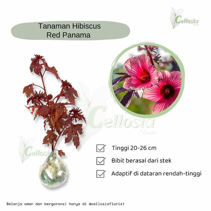 TERLARIS TANAMAN HIBISCUS ACETOSELLA / RED PANAMA / ROSELLA MERAH (BERBUNGA)