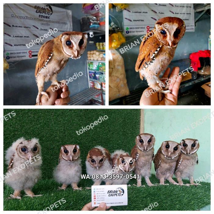 Oriental Bay Owl/Obay/Anakan Burung Hantu Obay Tbk