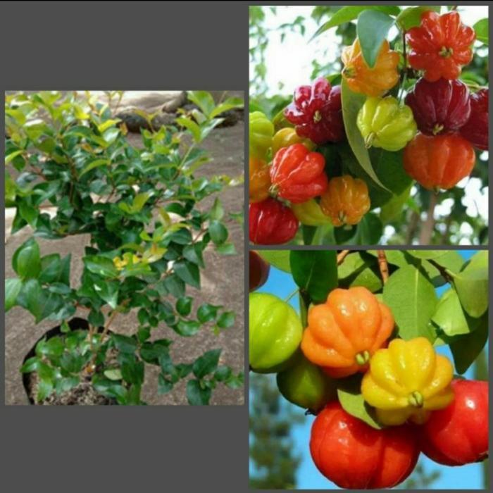 bibit pohon dewandaru sianto