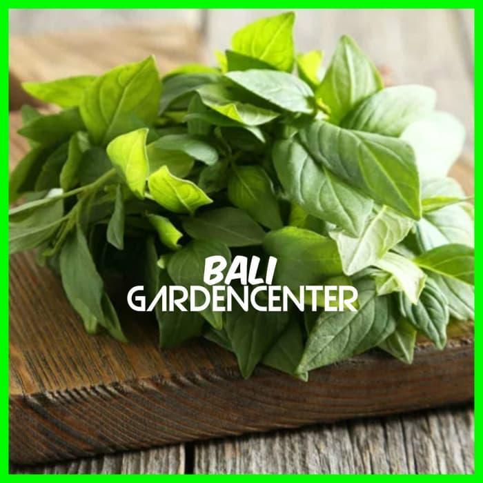 BENIH BIJI KEMANGI - KEMANGI UNGGUL