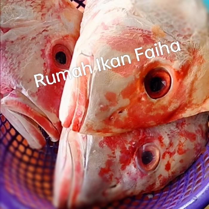 Kepala Kakap Merah Segar Beku