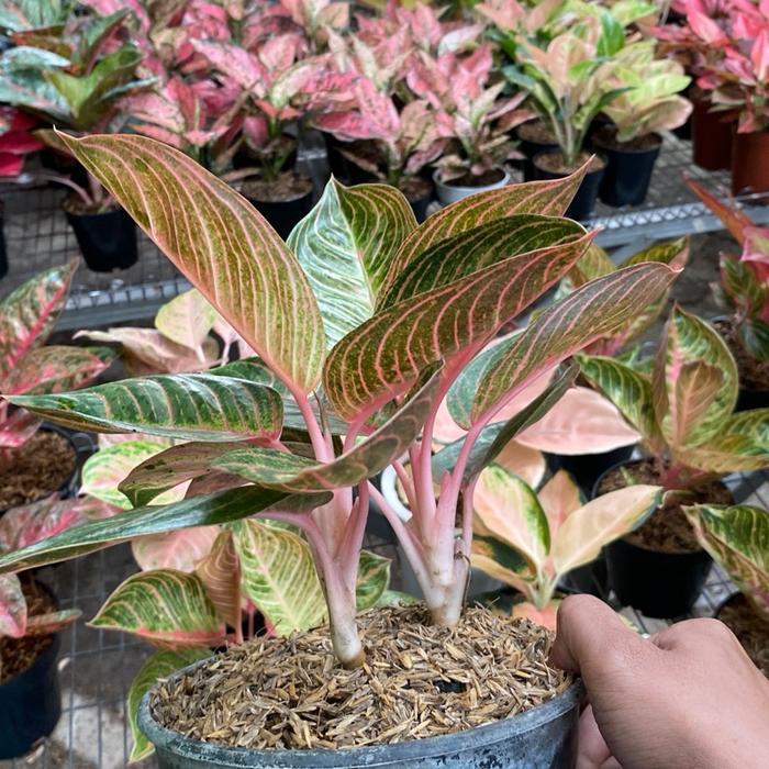 Stok Baru Tanaman hias Aglonema huges trah merah rumpun 2 daun rimbun