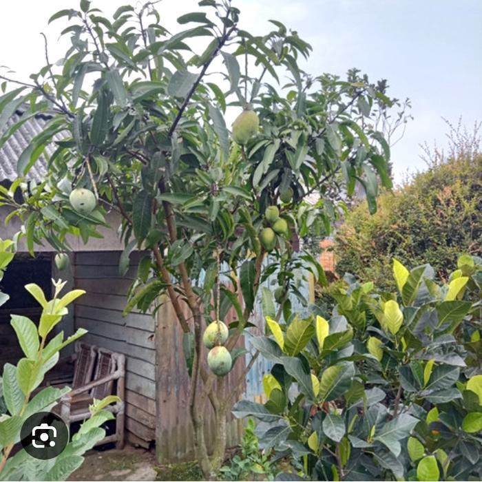 BIBIT TANAMAN BUAH MANGGA MANALAGI SUPER SUDAH BERBUAH TINGGI 2METER