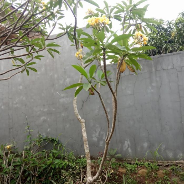 tanaman kamboja bali tinggi bunga kuning Daun Hijau