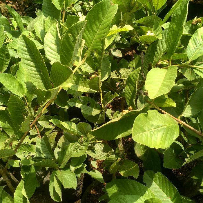 bibit pohon jambu kristal/pohon buah/tanaman jambu kristal/benih jambu