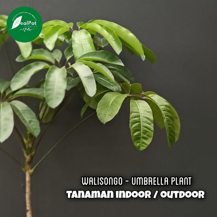 tanaman hias indoor Walisongo ukuran besar