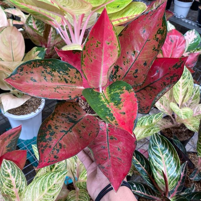 DISKON Taan s aglonema kochin red diamond dewasa daun 5-6-7-8++ READY STOCK