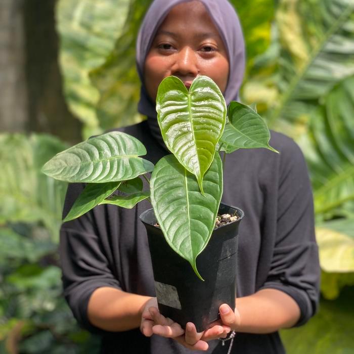 ASLI Anthurium Veitchii Narrow Sm READY STOCK