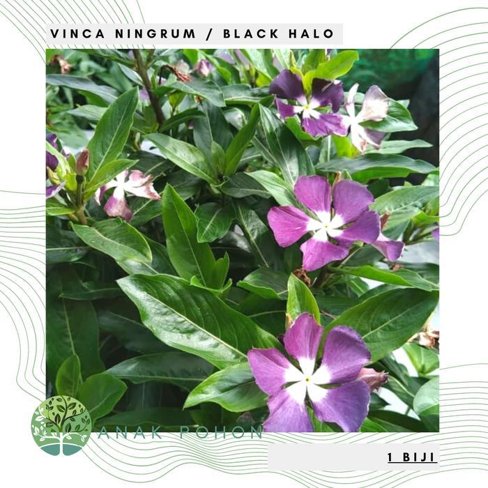 Growterra Farm BUNGA VINCA SULTAN NINGRUM BLACK HALO RARE JENIS LANGKA FLOWER SEEDS - FRESH SEEDS