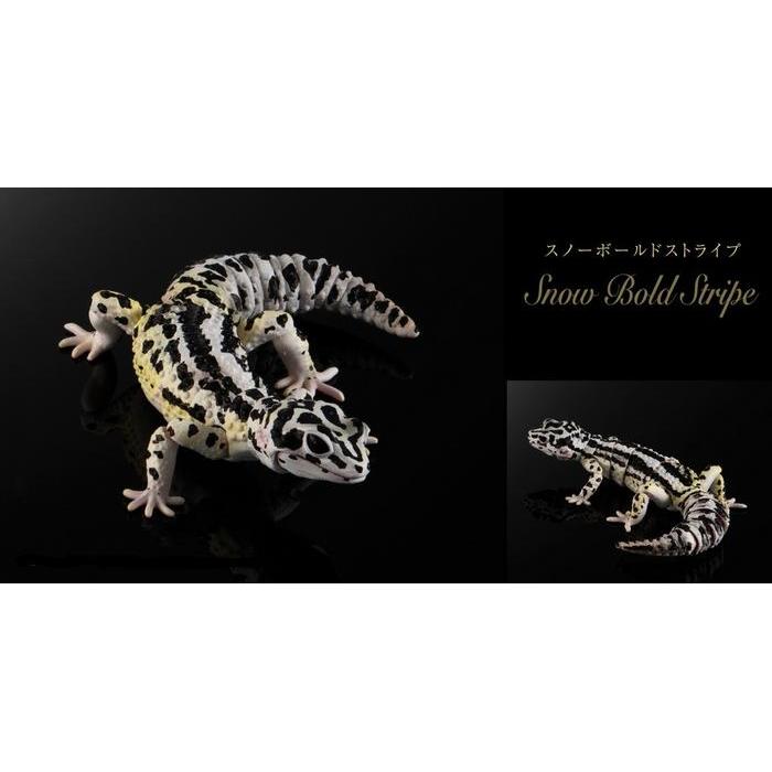 Ready [Bandai] Gashapon Premium Advance Leopard Gecko - Snow Bold Stripe