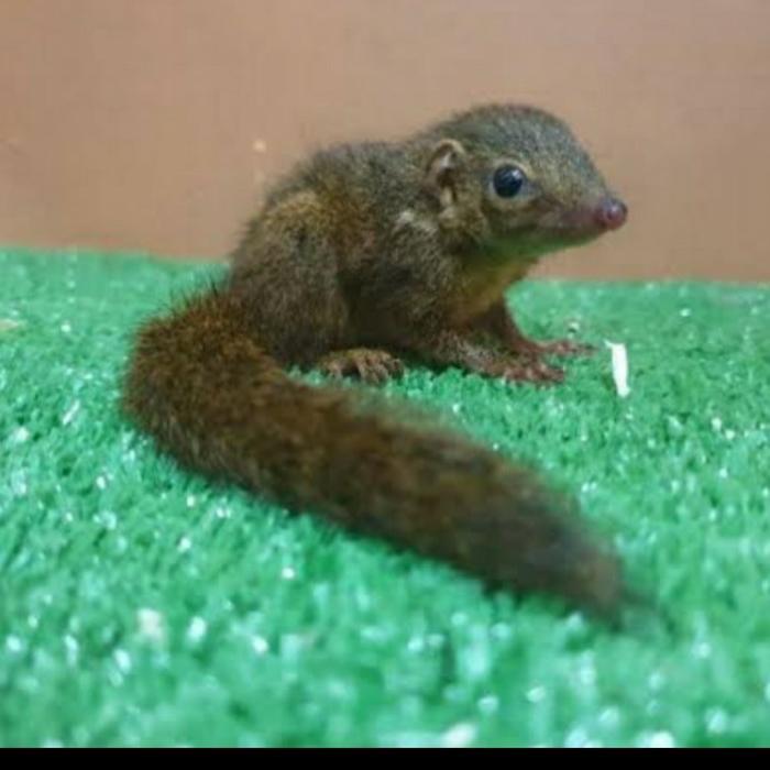 Diskon Jual Tupay Kekes Celemes Tupai Kikis