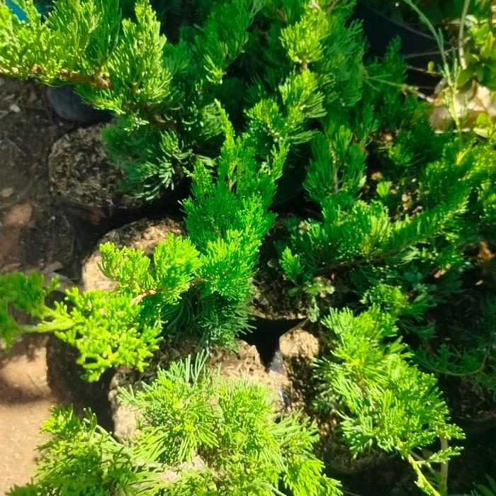 Cemara Juniperus Sinensis Green ori. bahan Bonsai