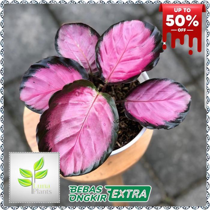 calathea crimson - tanaman hias calathea crimson