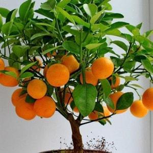 Biji Buah Jeruk Mandarin