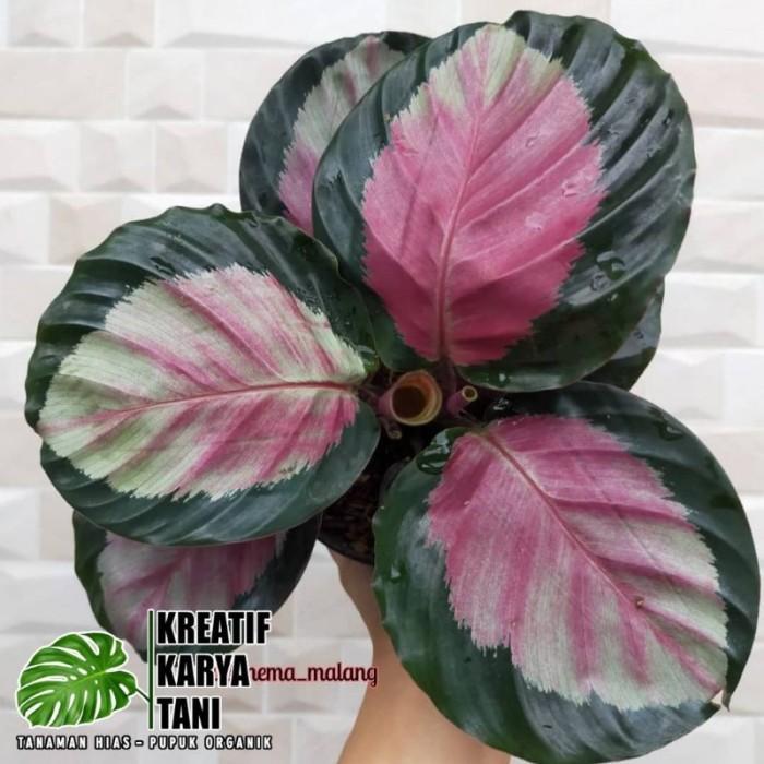 Tanaman hia calathea pink rossy - Calathea pink rosi