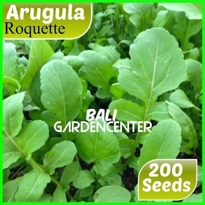 BENIH BIJI ARUGULA ROCKET - ROQUETTE ARUGULA