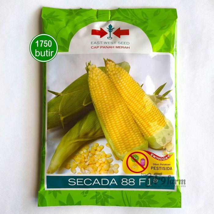 Benih Bibit Jagung Manis Secada 88 F1 1750 Butir Panah Merah
