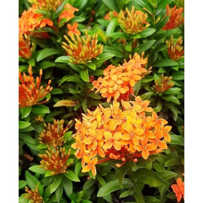 tanaman asoka orange - paket 50 asoka bunga oren mini