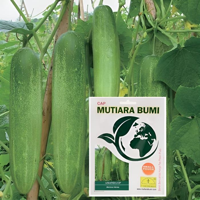 "New" Benih Timun Mentimun Ketimun Amanda Cap Mutiara Bumi Tipe Putih Kehijauan Isi 400 Butir