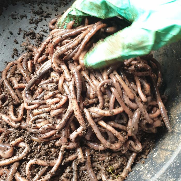 Cacing Kalung Kebo 1Kg