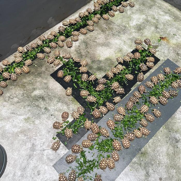 Sulcata 5-6Cm / Sulcata Baby Kura Darat Kualitas Premium Tbk