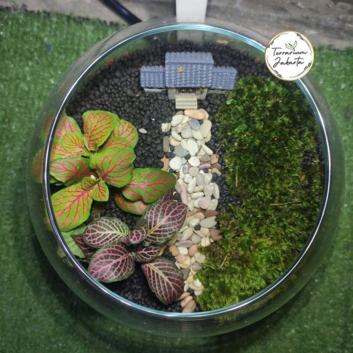 Fittoterra / Simple Terrarium / Terrarium Hutan / Terrarium Kit