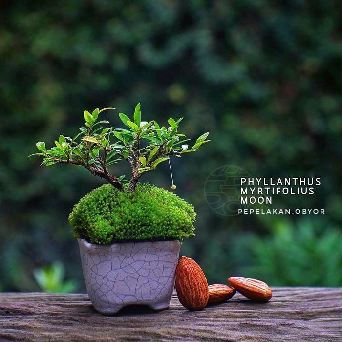 Bonsai Mini Shito Cendrawasih micro Siap Pajang Berbunga NATURAL Karakter ORIGINAL GRATISS POT DAN