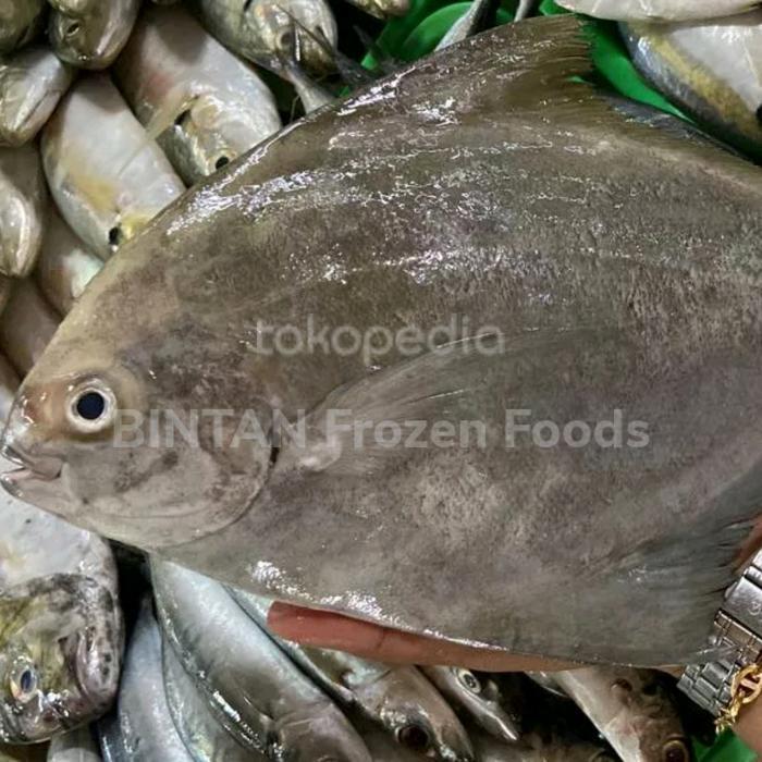 Ikan Bawal Hitam Bawal Laut Segar Fresh 1 Kg