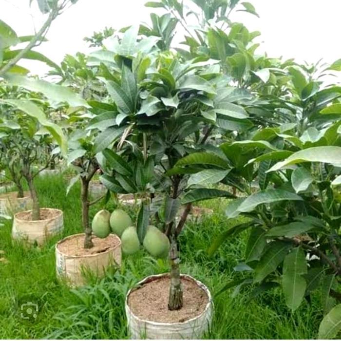 Bibit buah mangga manalagi berbuah/berbunga
