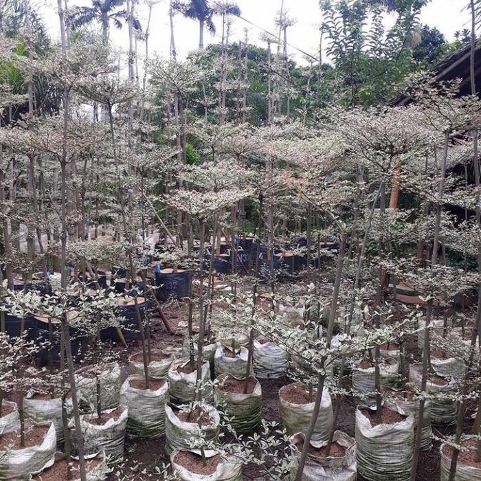 tanaman ketapang kencana varigata tinggi 2 meter