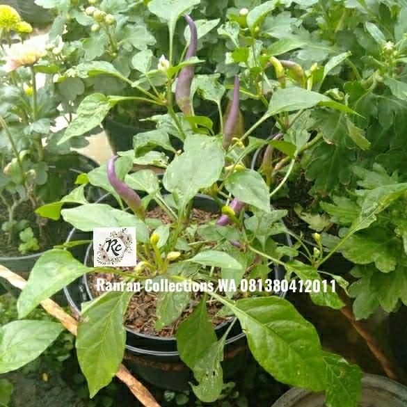 Bibit Tanaman Hias Hidup Cabe Cabai Rawit Ungu Pepper