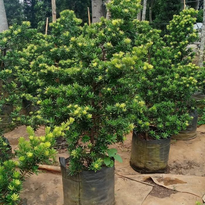 TERLARIS Bahan bonsai Lohansung cincuan tinggi 90-100cm istimewa READY STOCK