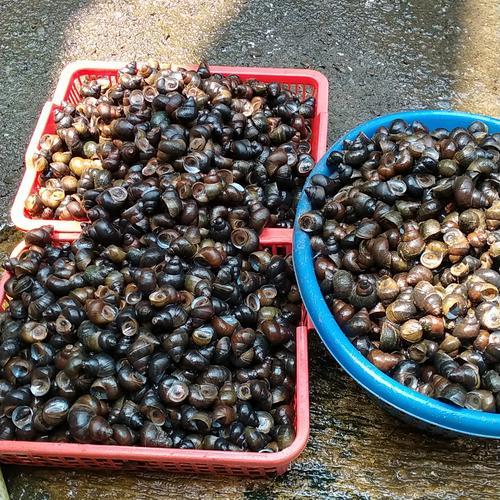 Tutut sawah tutut mentah siput ciput hidup fresh 1Kg segerrrrrrr