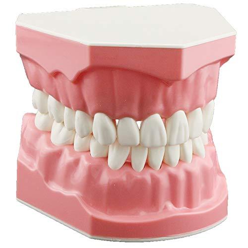 Terlaris Dental Model Brushing Flossing Practice Teeth Typodonts Mode Gingiva