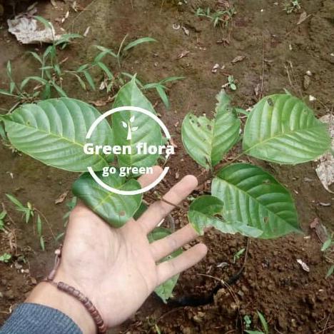 bibit pohon kecapi-bibit pohon buah kacapi-pohon buah langka