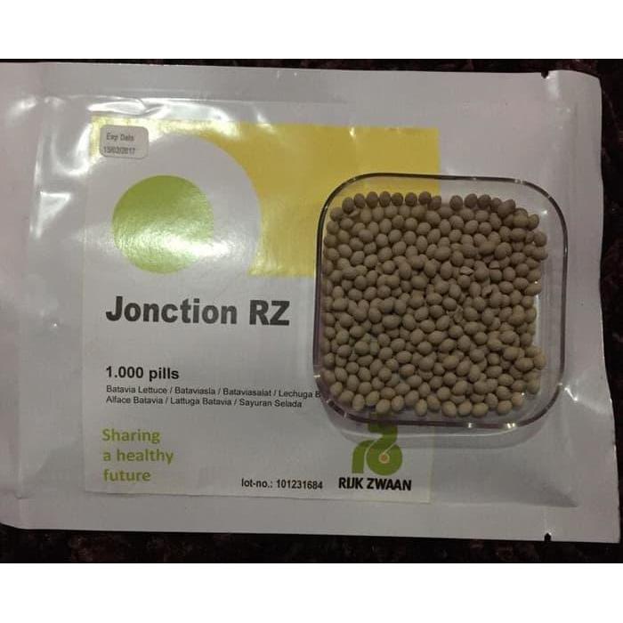 100 Seed - Benih Junction Rz Batavia Lettuce Junction Rijk Zwaan Rpck