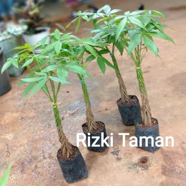 pachira kepang 9 aquatica money pacira pohon uang