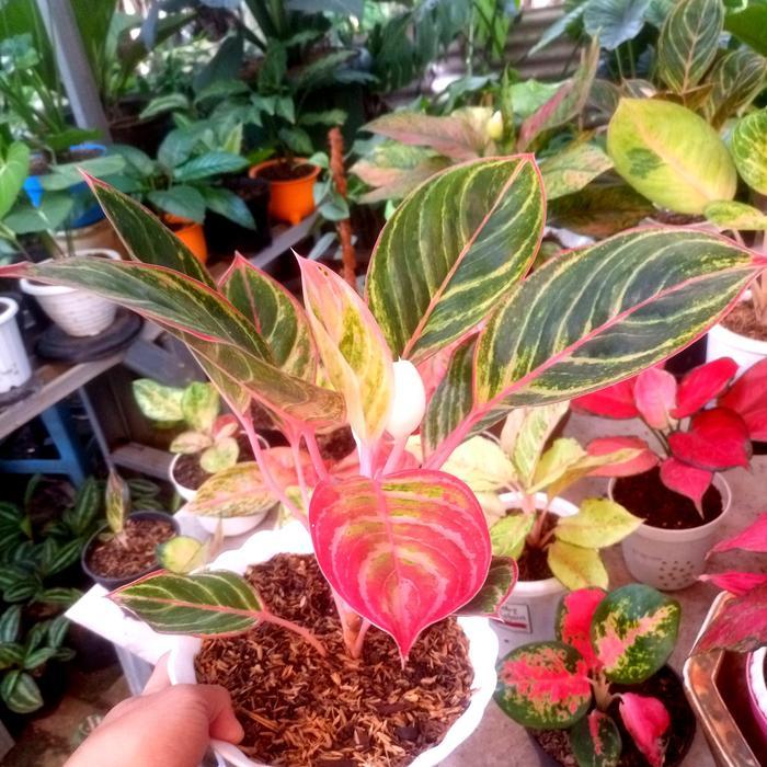 Stok Baru Aglonema Emerald Dragon