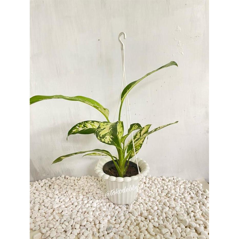 "New" Pot Tanaman dan Bunga Plastik Gantung Mawar Putih