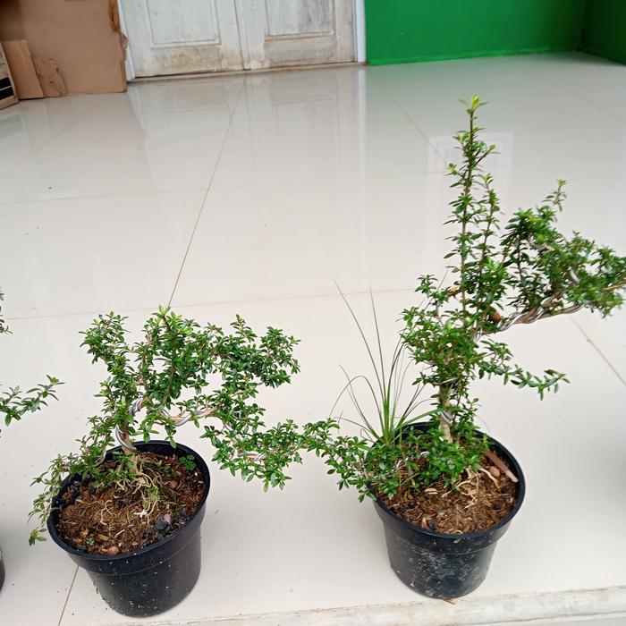 tanaman bonsay mini tanaman serut tanaman bonsai