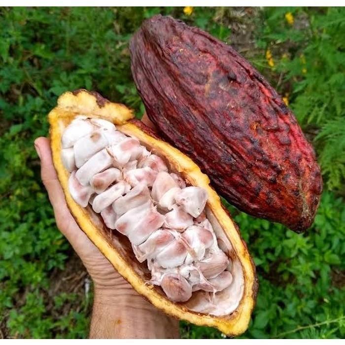 FREESS Biji Bibit Tanaman Buah Kakao Coklat Hibrida ATV