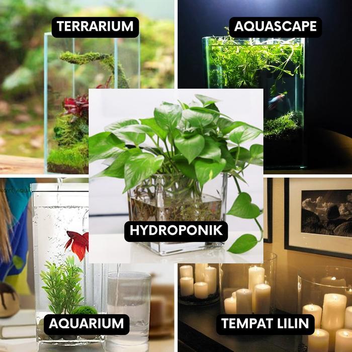 Vas Kaca Emerald - Vas Bunga Kaca Bening Kotak Vas Bunga Kotak Pot Tanaman hias Hidroponik Aquarium