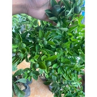 BIBIT JERUK ES SUDAH BERBUAH SPESIAL LIVE 09.10