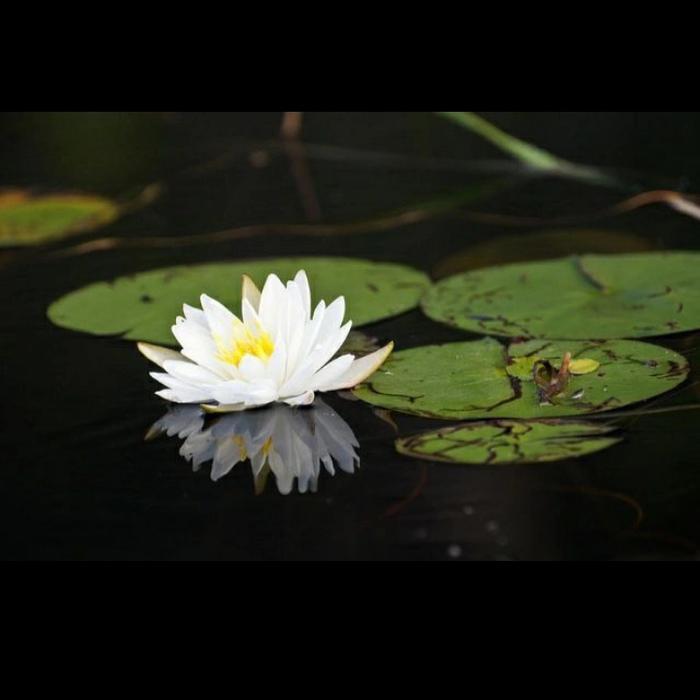 bunga teratai air / tanaman teratai air